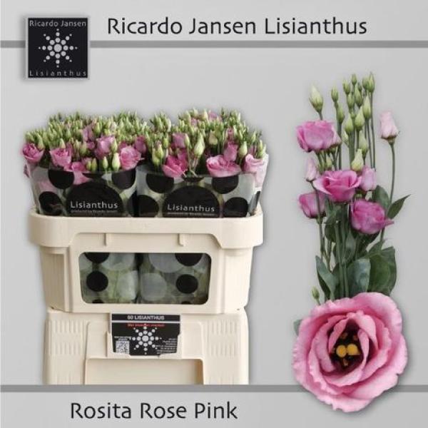 Lysianthus, pink - 1 Stiel